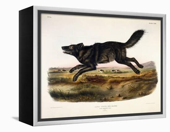 Black American Wolf, Male, 1845-John Woodhouse Audubon-Framed Premier Image Canvas
