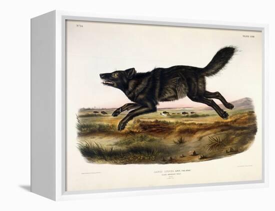 Black American Wolf, Male, 1845-John Woodhouse Audubon-Framed Premier Image Canvas