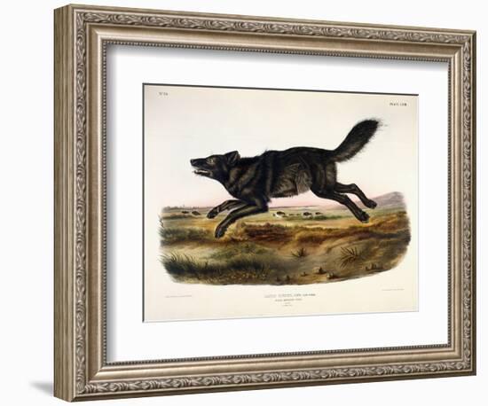 Black American Wolf, Male, 1845-John Woodhouse Audubon-Framed Giclee Print