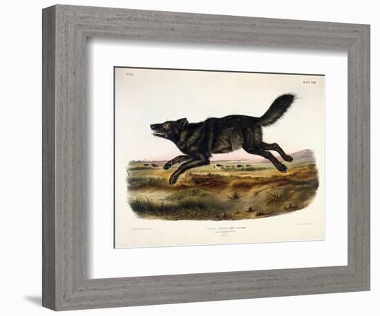 Black American Wolf, Male, 1845-John Woodhouse Audubon-Framed Giclee Print