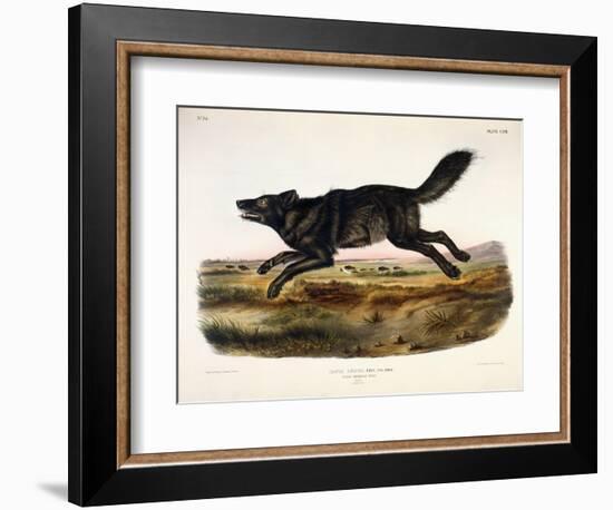 Black American Wolf, Male, 1845-John Woodhouse Audubon-Framed Giclee Print