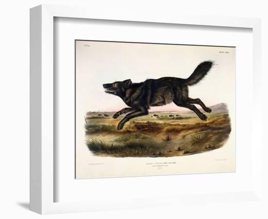 Black American Wolf, Male, 1845-John Woodhouse Audubon-Framed Giclee Print