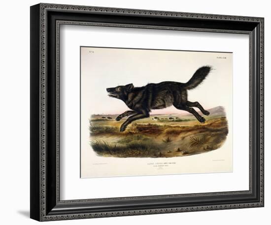 Black American Wolf, Male, 1845-John Woodhouse Audubon-Framed Giclee Print