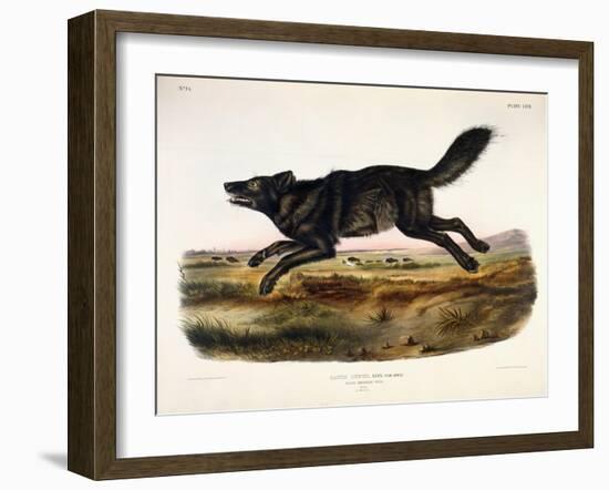 Black American Wolf, Male, 1845-John Woodhouse Audubon-Framed Giclee Print