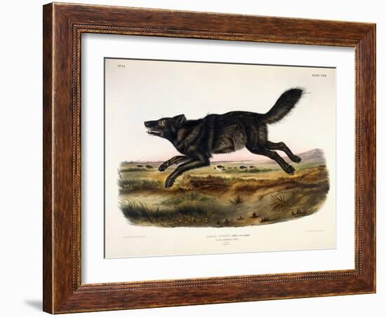 Black American Wolf, Male, 1845-John Woodhouse Audubon-Framed Giclee Print