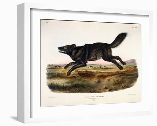 Black American Wolf, Male, 1845-John Woodhouse Audubon-Framed Giclee Print