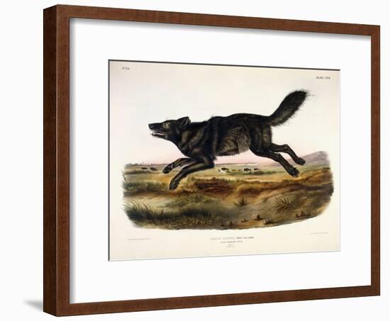 Black American Wolf, Male, 1845-John Woodhouse Audubon-Framed Giclee Print