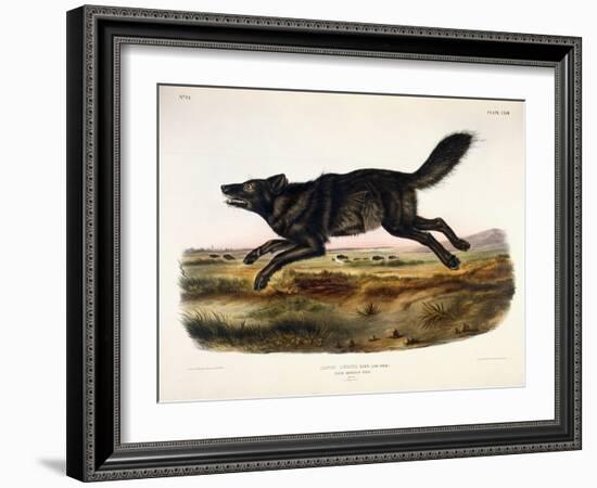 Black American Wolf, Male, 1845-John Woodhouse Audubon-Framed Giclee Print