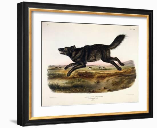 Black American Wolf, Male, 1845-John Woodhouse Audubon-Framed Giclee Print