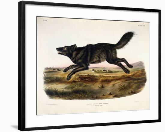 Black American Wolf, Male, 1845-John Woodhouse Audubon-Framed Premium Giclee Print