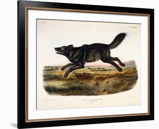 Black American Wolf, Male, 1845-John Woodhouse Audubon-Framed Premium Giclee Print