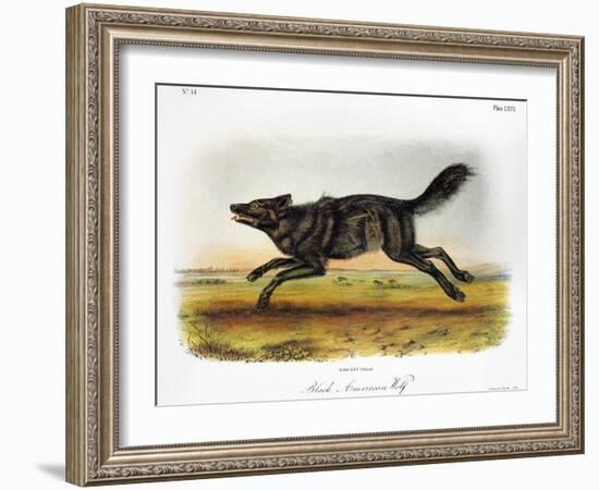 Black American Wolf-John James Audubon-Framed Giclee Print