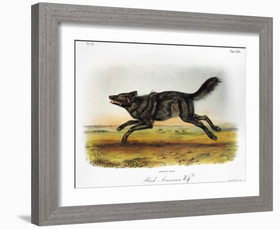 Black American Wolf-John James Audubon-Framed Giclee Print