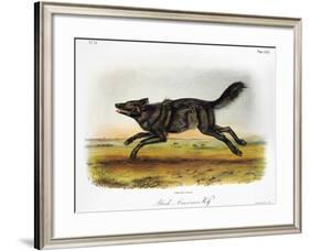 Black American Wolf-John James Audubon-Framed Giclee Print