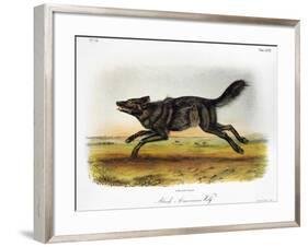 Black American Wolf-John James Audubon-Framed Giclee Print