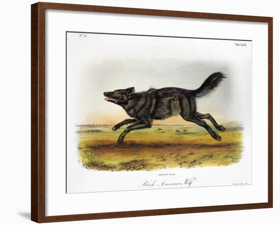 Black American Wolf-John James Audubon-Framed Giclee Print