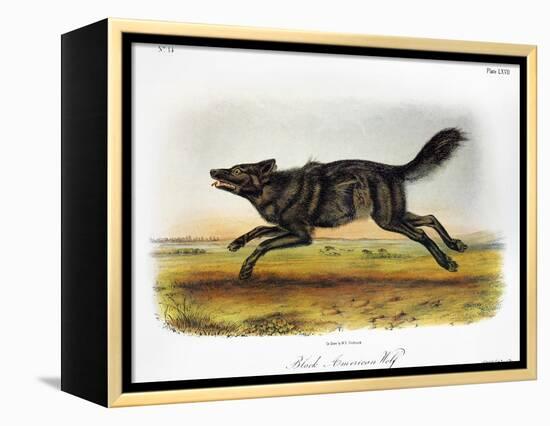 Black American Wolf-John James Audubon-Framed Premier Image Canvas