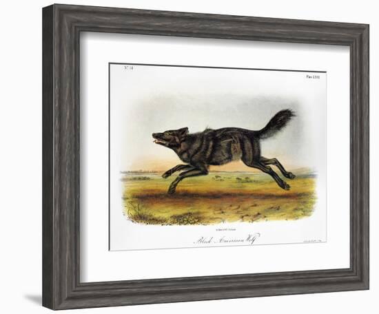 Black American Wolf-John James Audubon-Framed Giclee Print