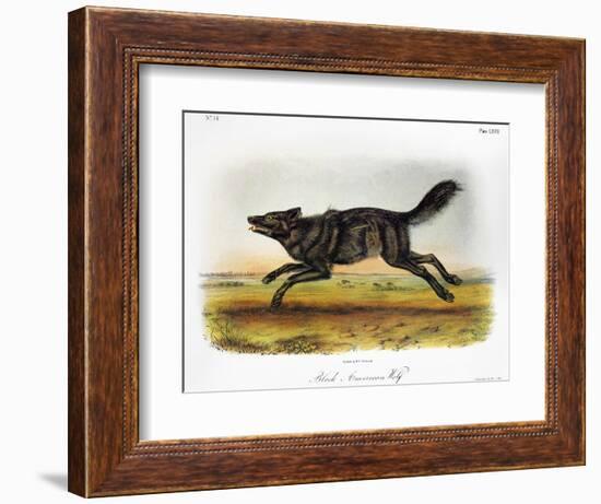 Black American Wolf-John James Audubon-Framed Giclee Print
