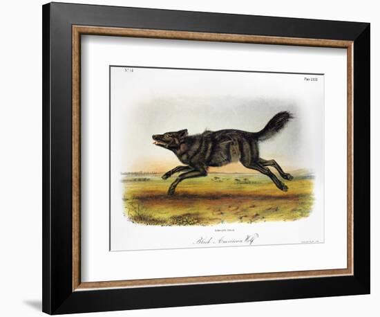 Black American Wolf-John James Audubon-Framed Giclee Print