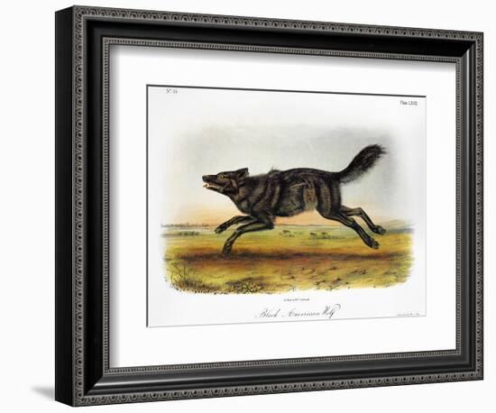 Black American Wolf-John James Audubon-Framed Giclee Print