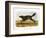 Black American Wolf-John James Audubon-Framed Giclee Print