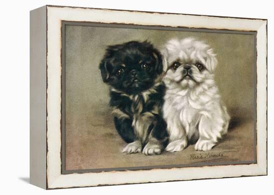 Black and a White Pekingese Puppy Sit Close Together-P. Kirmse-Framed Stretched Canvas