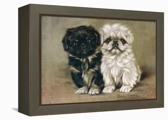 Black and a White Pekingese Puppy Sit Close Together-P. Kirmse-Framed Stretched Canvas