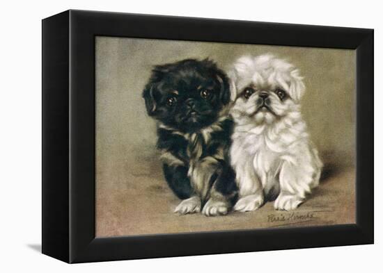 Black and a White Pekingese Puppy Sit Close Together-P. Kirmse-Framed Stretched Canvas