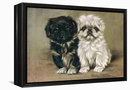 Black and a White Pekingese Puppy Sit Close Together-P. Kirmse-Framed Stretched Canvas