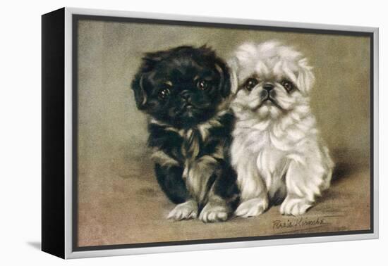 Black and a White Pekingese Puppy Sit Close Together-P. Kirmse-Framed Stretched Canvas