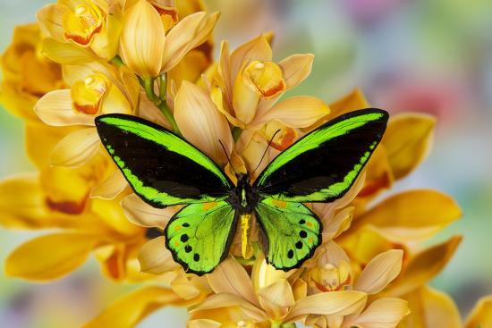 Download Black And Green Birdwing Butterfly Ornithoptera Priamus On Large Golden Cymbidium Orchid Photographic Print Darrell Gulin Art Com