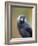 Black and grey bird looking-Sue Demetriou-Framed Photographic Print