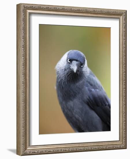 Black and grey bird looking-Sue Demetriou-Framed Photographic Print