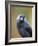 Black and grey bird looking-Sue Demetriou-Framed Photographic Print