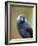 Black and grey bird looking-Sue Demetriou-Framed Photographic Print