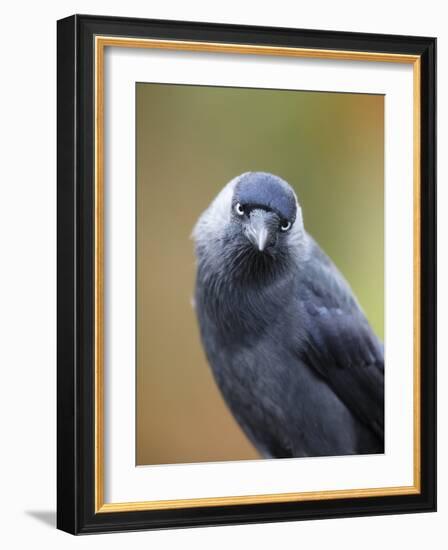 Black and grey bird looking-Sue Demetriou-Framed Photographic Print
