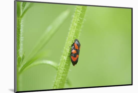 black-and-red froghopper, Cercopis vulnerata, grass, sidewise, climb-David & Micha Sheldon-Mounted Photographic Print