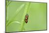 black-and-red froghopper, Cercopis vulnerata, grass, sidewise, climb-David & Micha Sheldon-Mounted Photographic Print