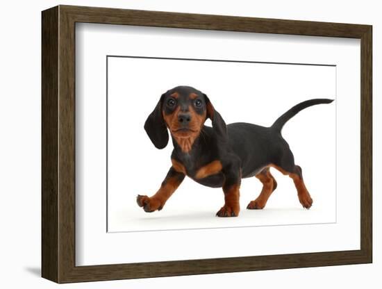 Black-and-tan Dachshund puppy walking.-Mark Taylor-Framed Photographic Print