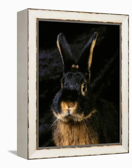 Black and Tan Domestic Rabbit-Adriano Bacchella-Framed Premier Image Canvas