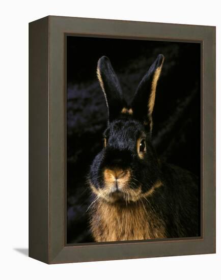 Black and Tan Domestic Rabbit-Adriano Bacchella-Framed Premier Image Canvas