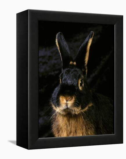 Black and Tan Domestic Rabbit-Adriano Bacchella-Framed Premier Image Canvas