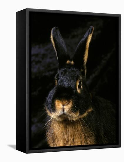 Black and Tan Domestic Rabbit-Adriano Bacchella-Framed Premier Image Canvas
