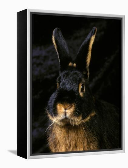 Black and Tan Domestic Rabbit-Adriano Bacchella-Framed Premier Image Canvas