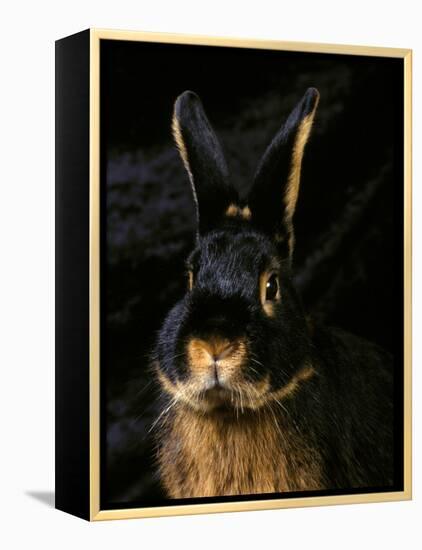 Black and Tan Domestic Rabbit-Adriano Bacchella-Framed Premier Image Canvas