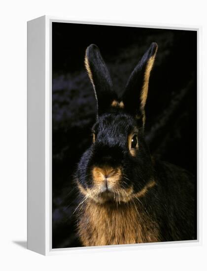 Black and Tan Domestic Rabbit-Adriano Bacchella-Framed Premier Image Canvas