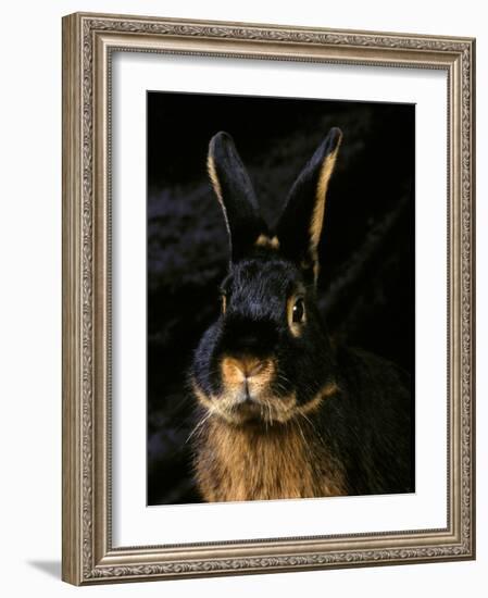 Black and Tan Domestic Rabbit-Adriano Bacchella-Framed Photographic Print