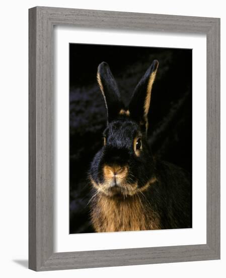 Black and Tan Domestic Rabbit-Adriano Bacchella-Framed Photographic Print