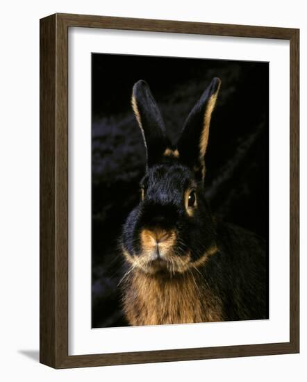 Black and Tan Domestic Rabbit-Adriano Bacchella-Framed Photographic Print